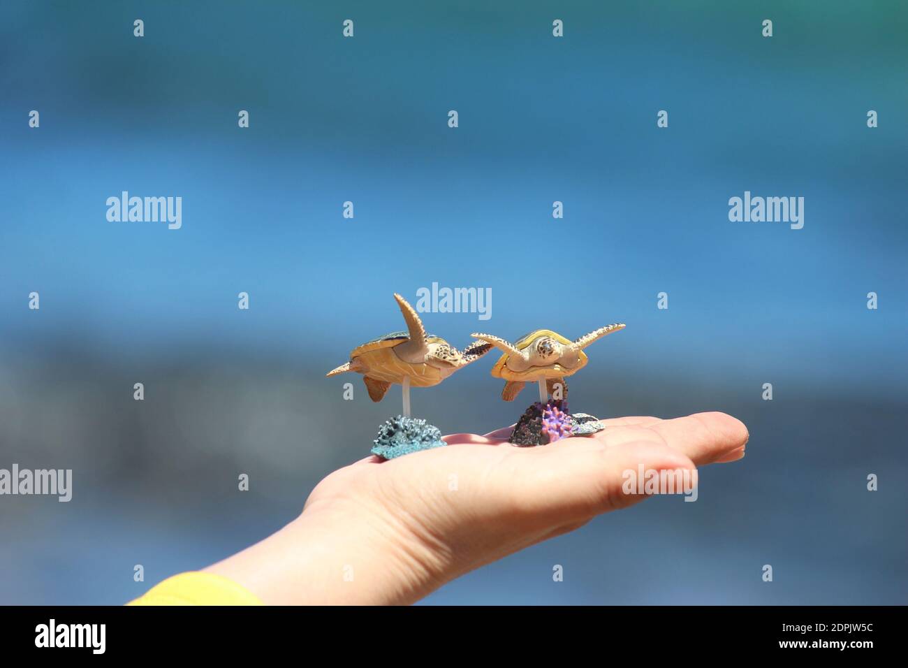 Bondi beach wildlife hi-res stock photography and images - Alamy