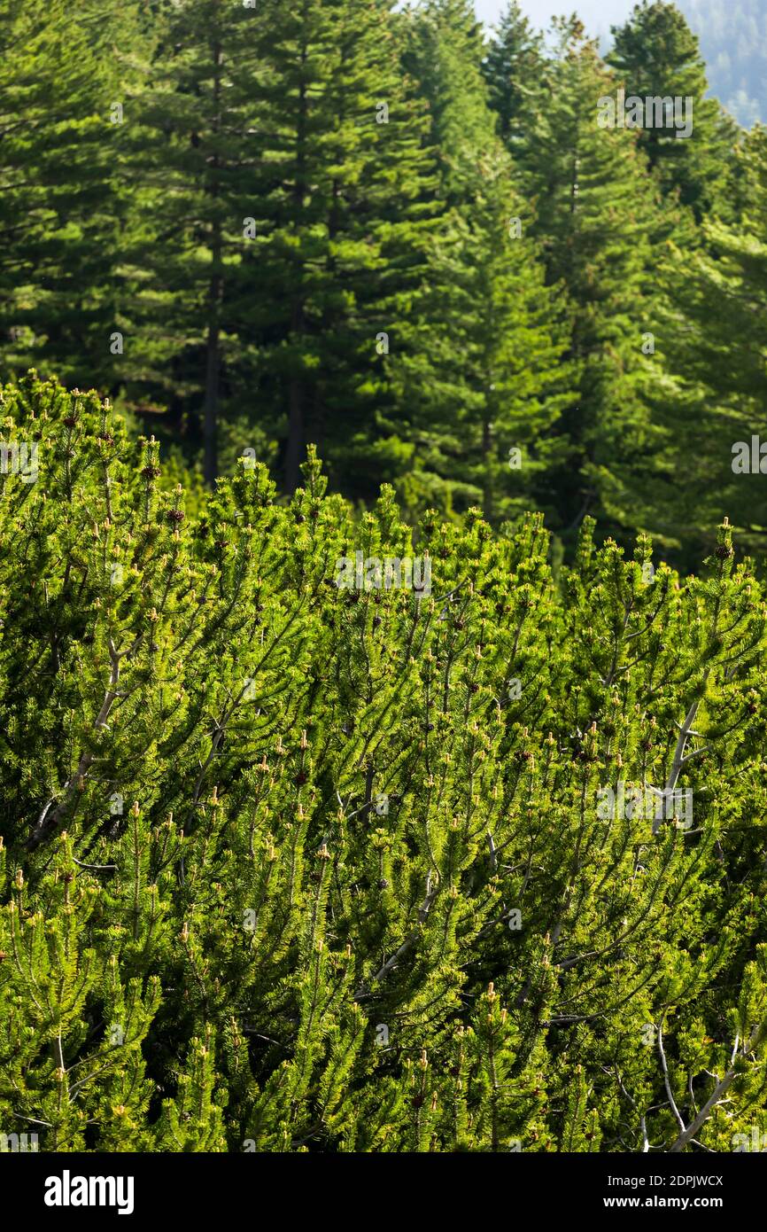 Pirin National Park, Virgin forest near Vihren Chalet, suburb of Bansko, Blagoevgrad Province, Bulgaria, Southeast Europe, Europe Stock Photo