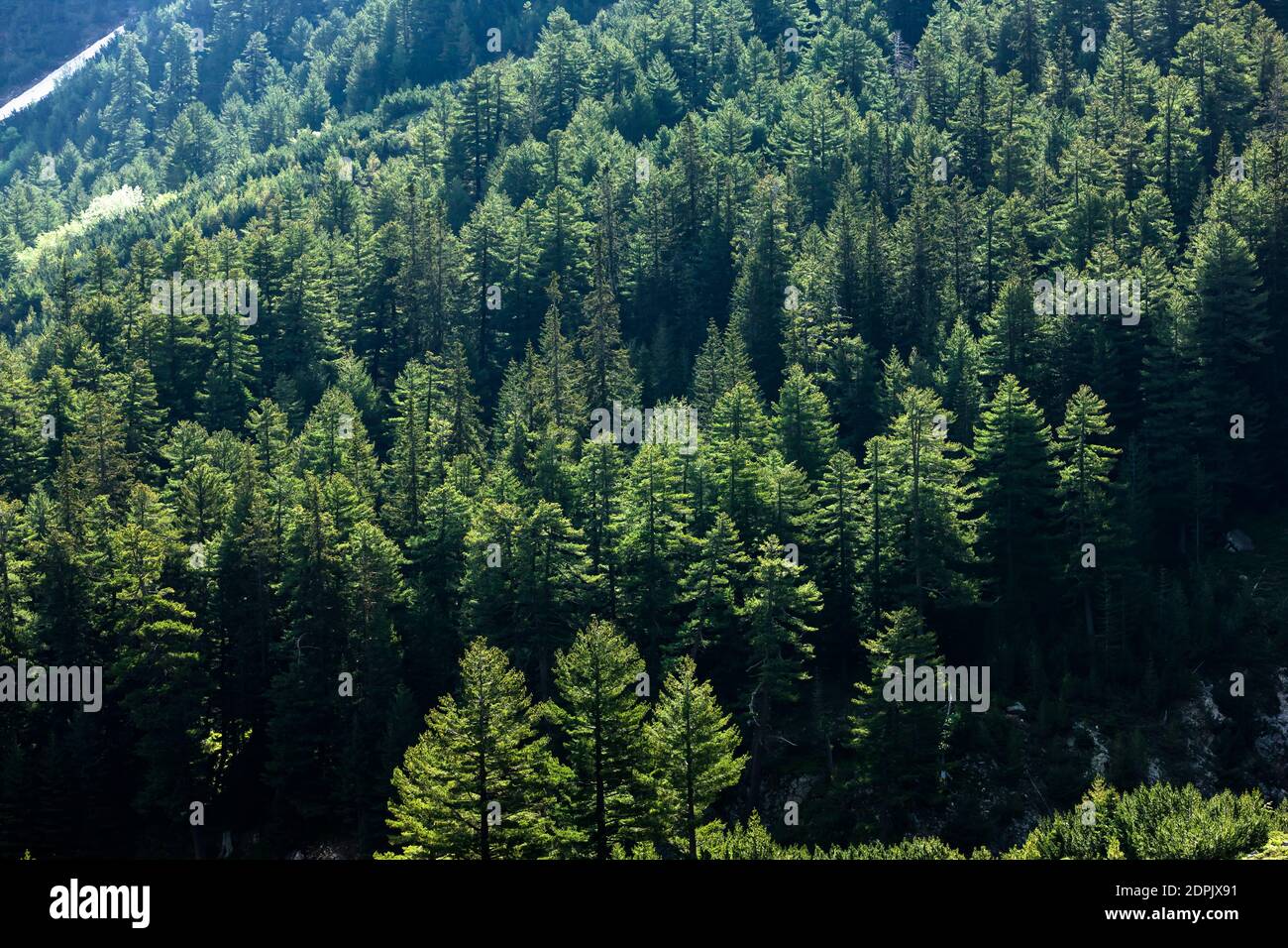 Pirin National Park, Virgin forest near Vihren Chalet, suburb of Bansko, Blagoevgrad Province, Bulgaria, Southeast Europe, Europe Stock Photo