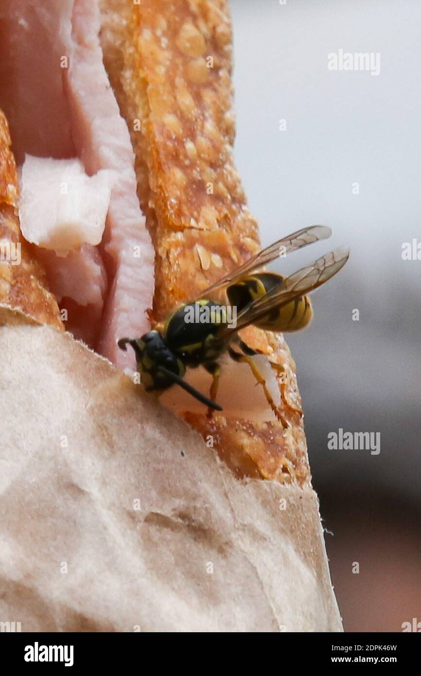 Guepe High Resolution Stock Photography and Images - Alamy