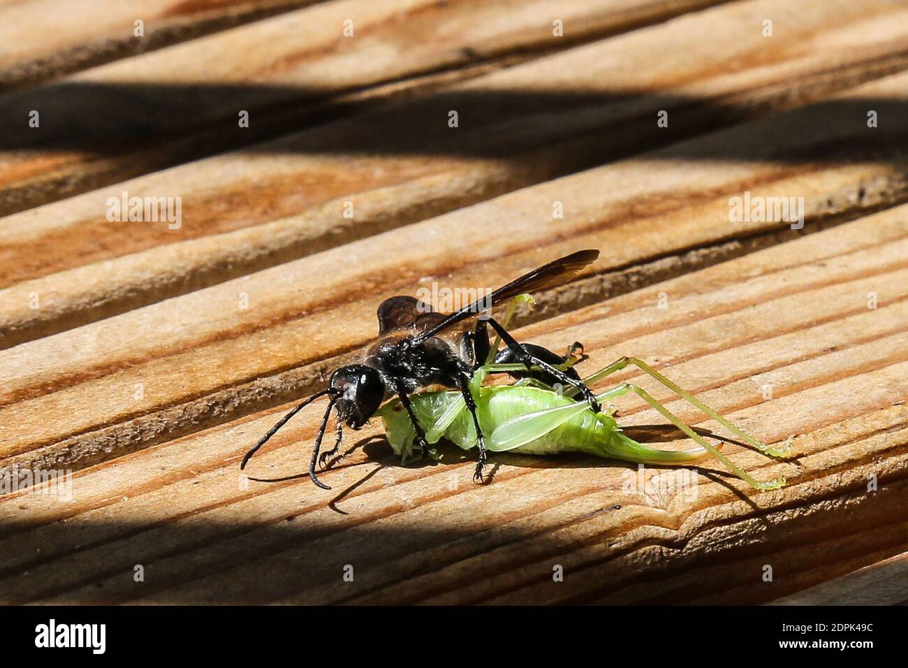 Piqure High Resolution Stock Photography And Images Alamy