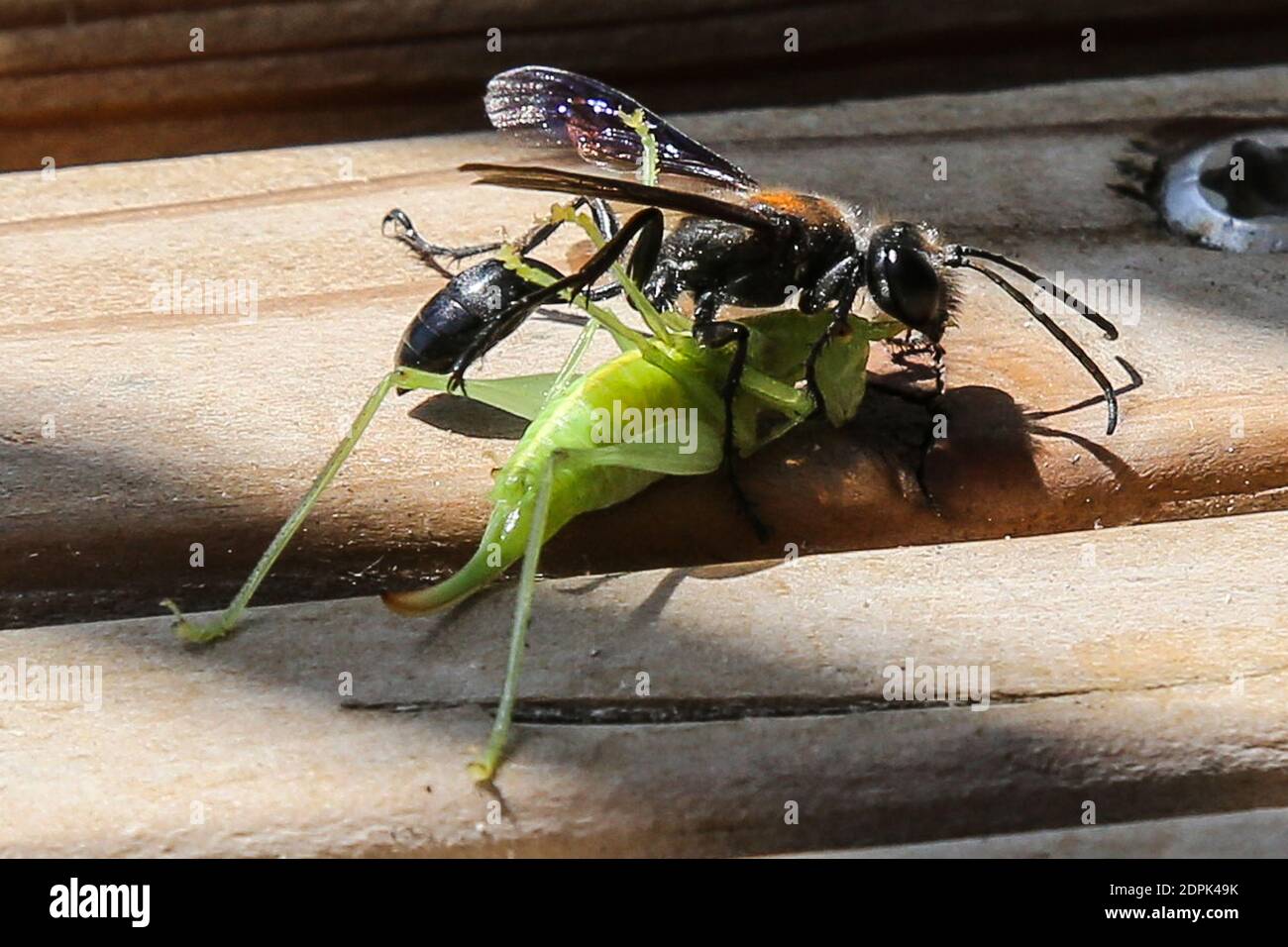 Piqure High Resolution Stock Photography And Images Alamy