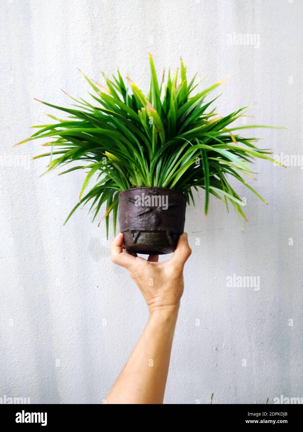 Close-up Of Hand Holding Potted Plant Against Wall Stock Photo