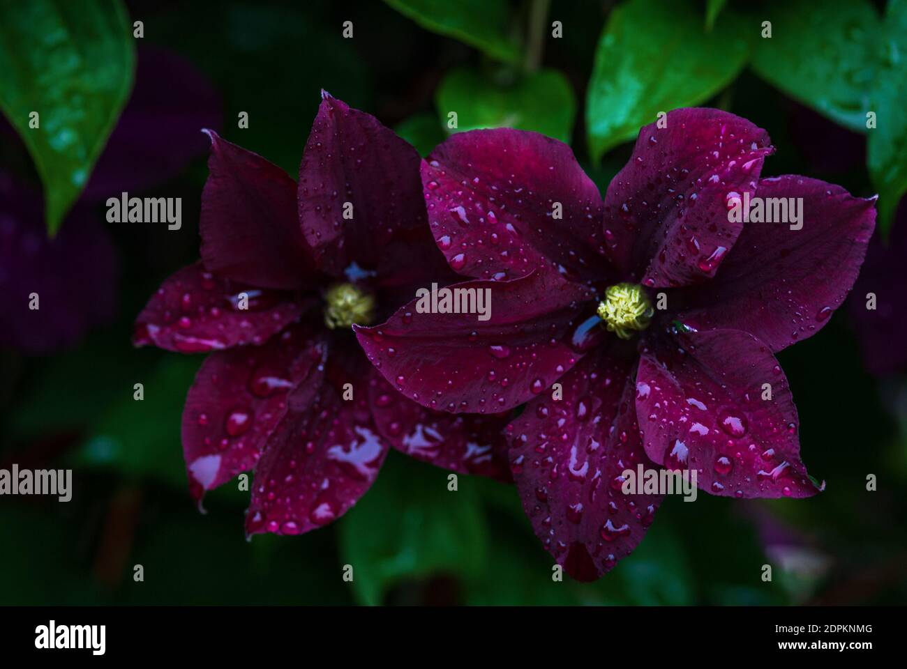 Clematis Warsaw Nike, dark purple flowers in water drops after rain in summer garden Stock Photo