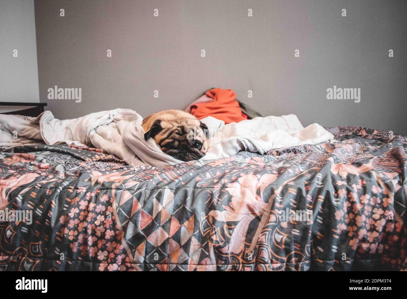 Dog Sleeping On Bed At Home Stock Photo Alamy
