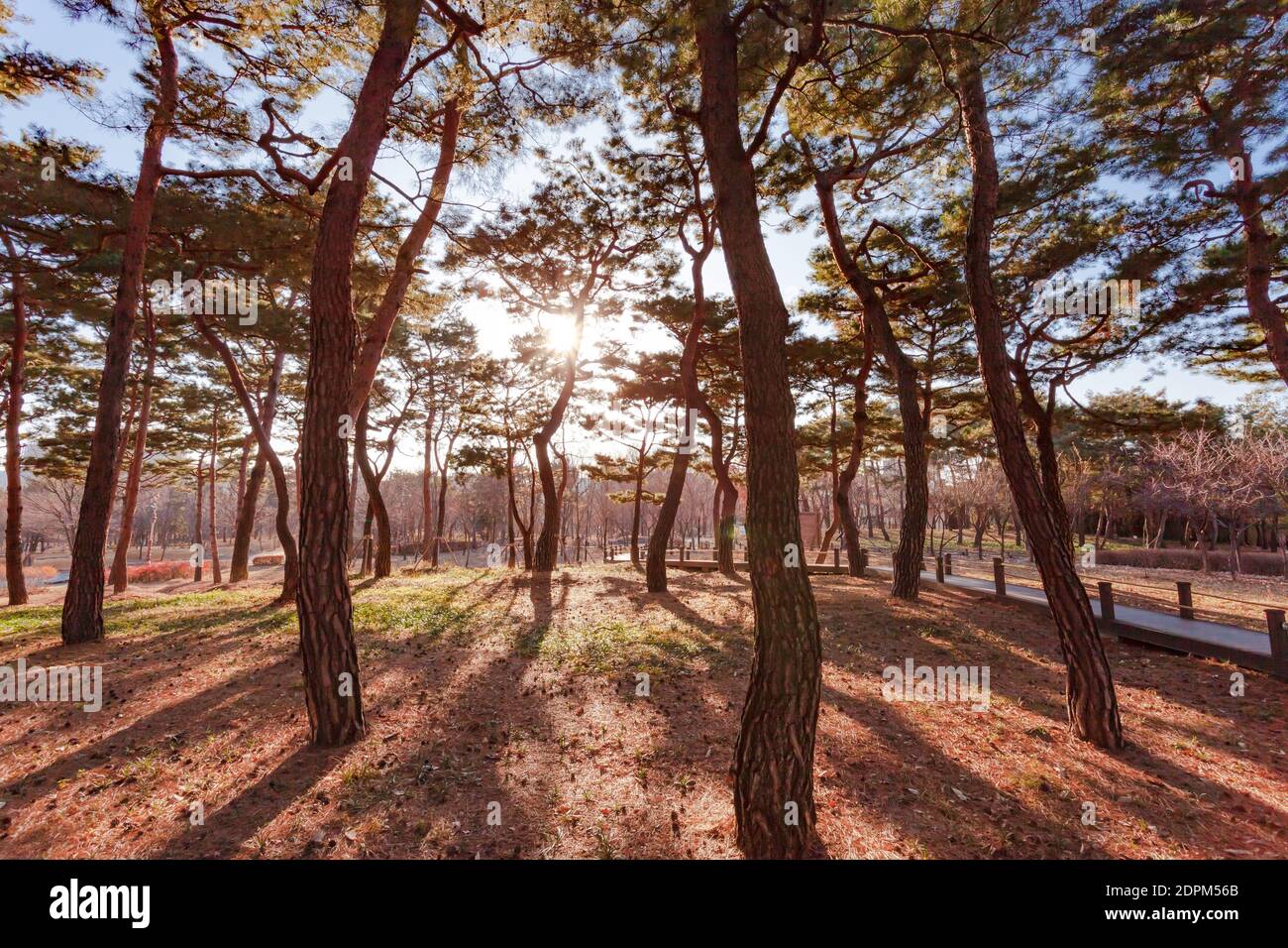 Korea Daejeon Winter Park Stock Photo