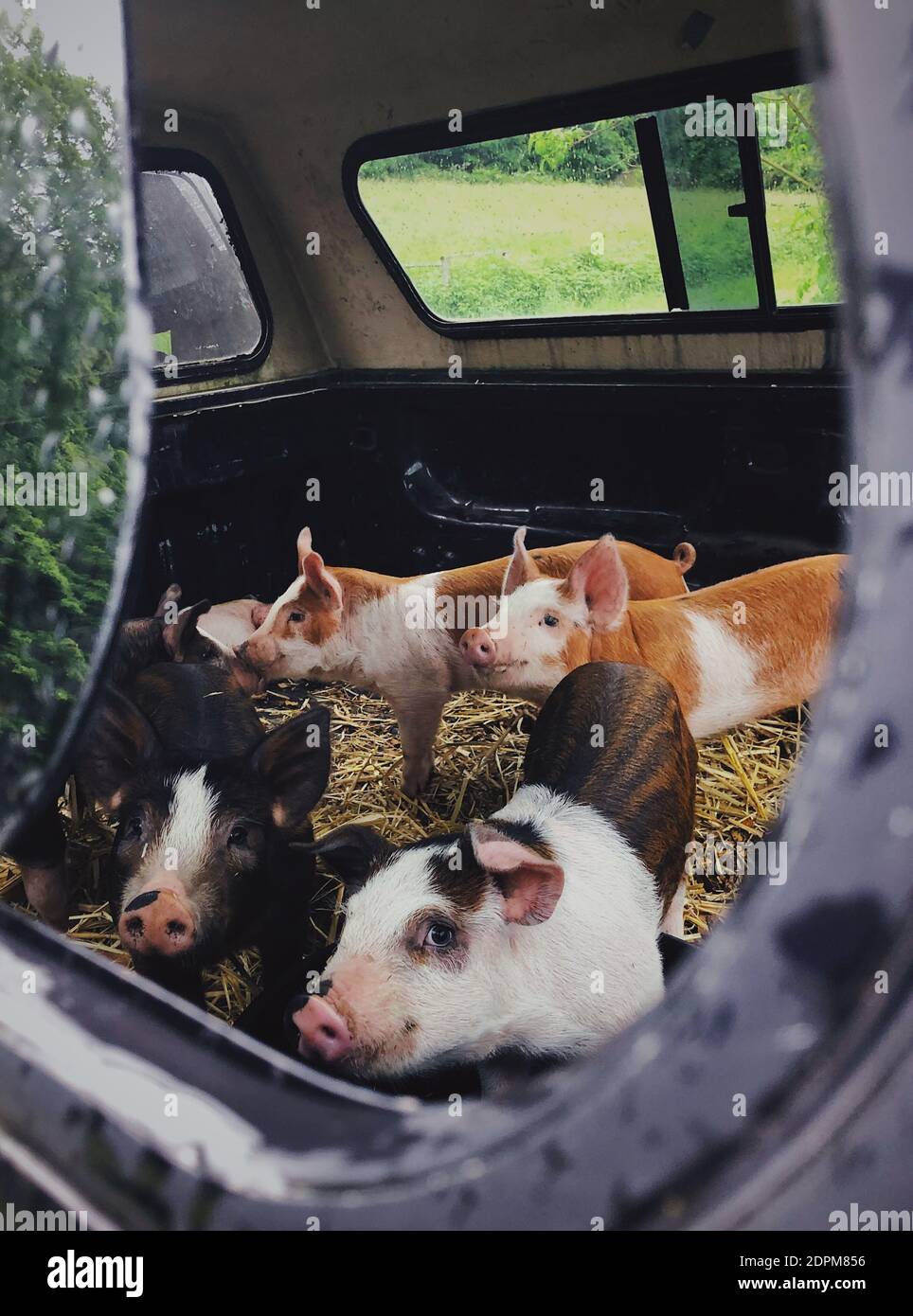 Pig in car hires stock photography and images Alamy