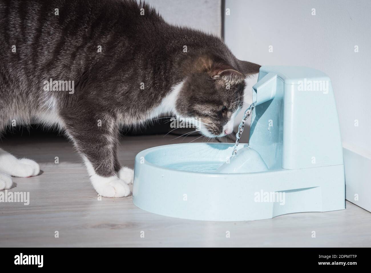 Cat with water dispenser. Cat water fountain. Pet thirst. Dehydration