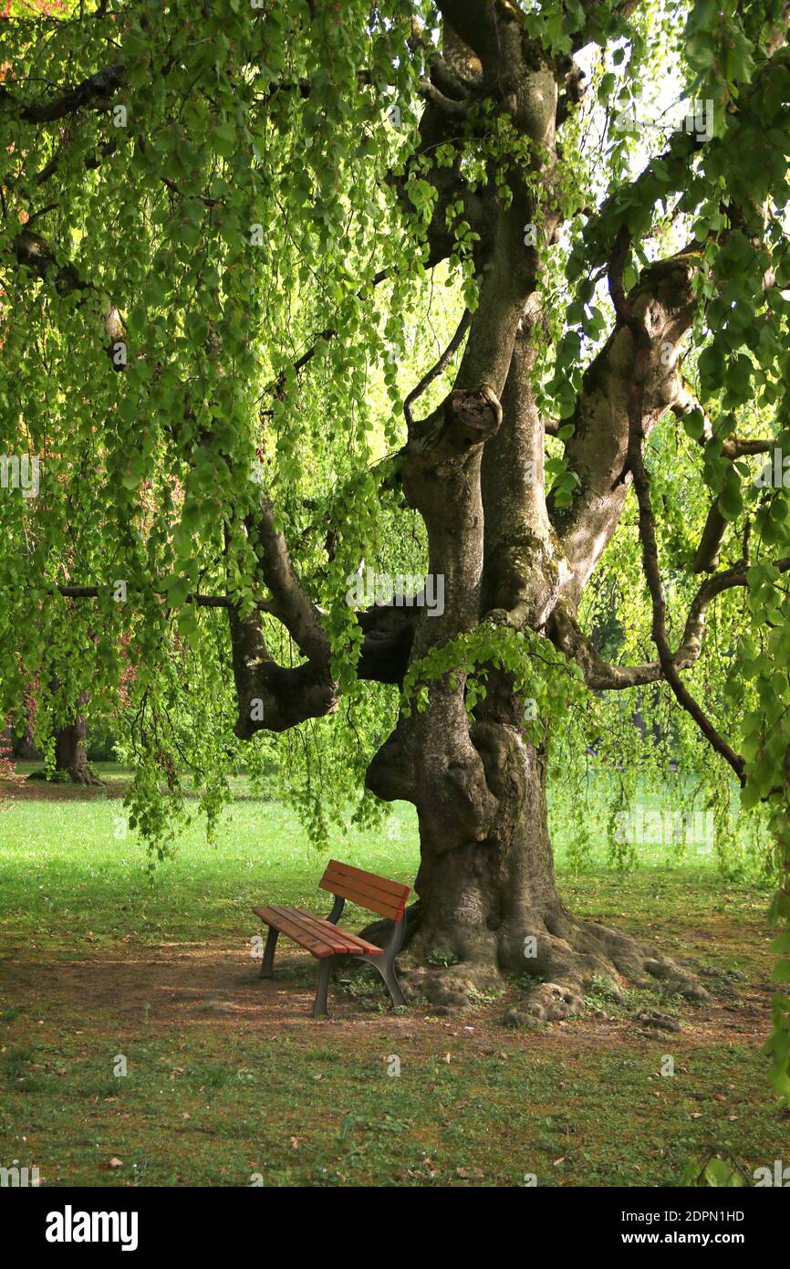 Nice Place For Recreation Under An Old Tree Stock Photo
