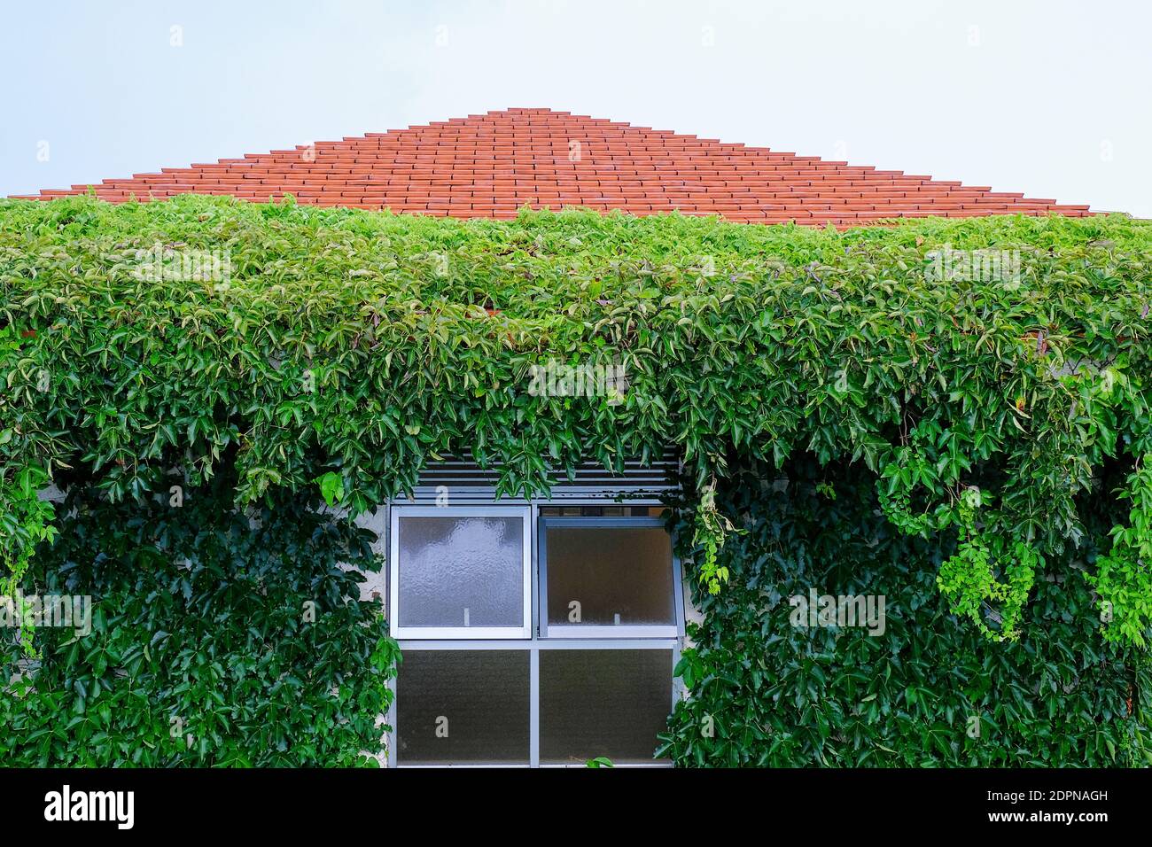 Creeper Plants Growing On House Stock Photo Alamy