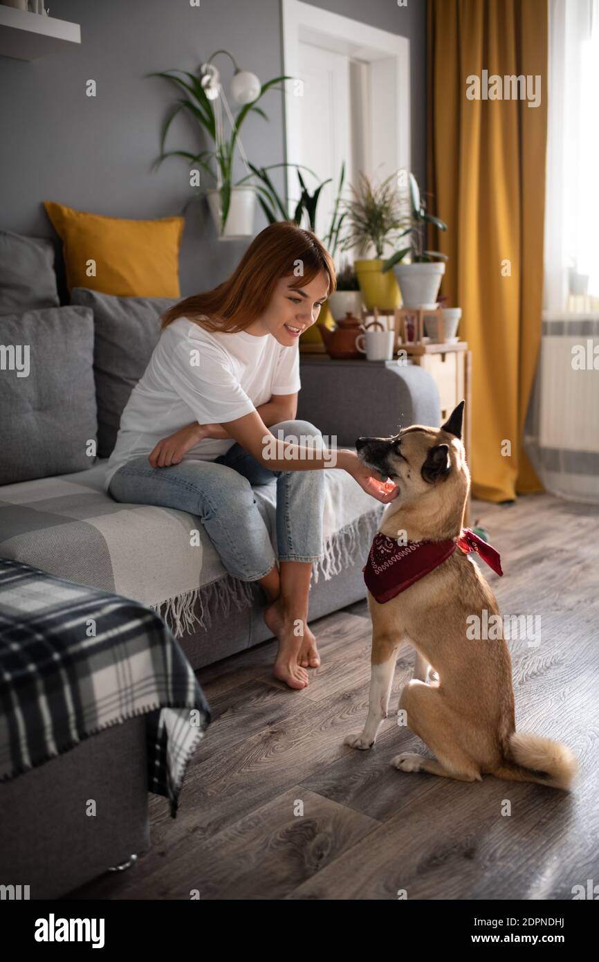 dog scratching couch