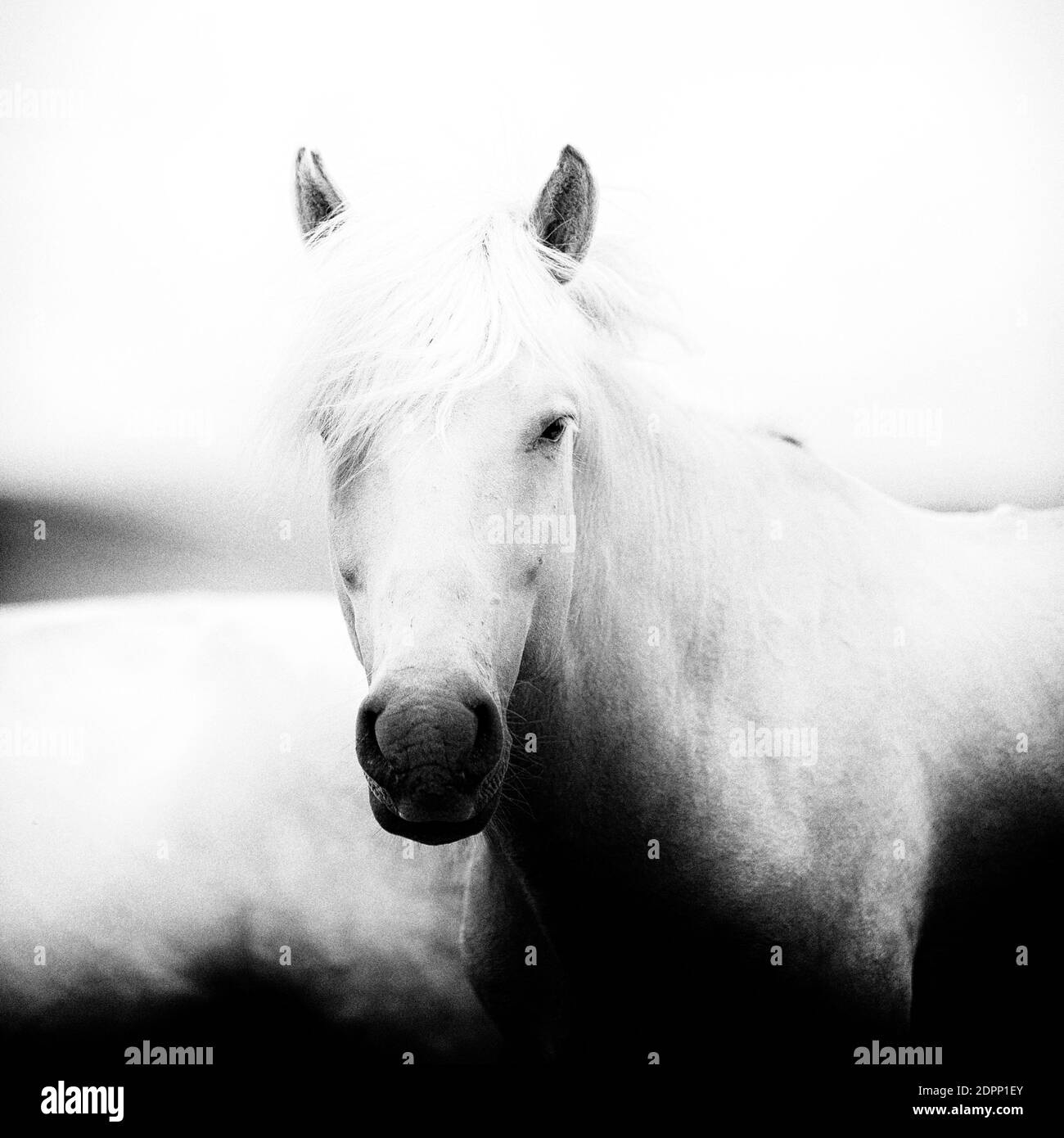 Mongolian horses Stock Photo