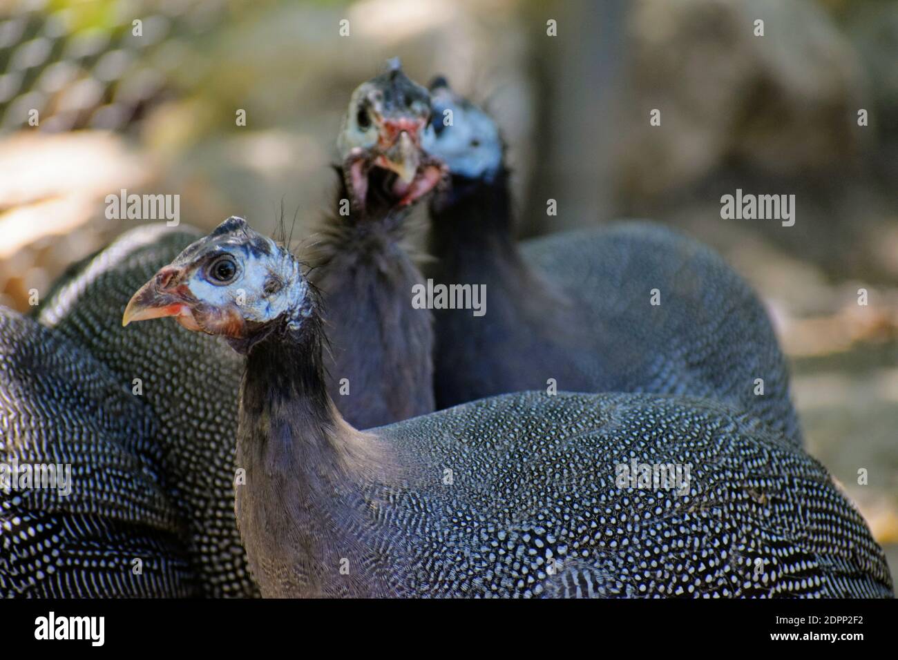 Page 2 Young Guinea Fowl High Resolution Stock Photography And Images Alamy