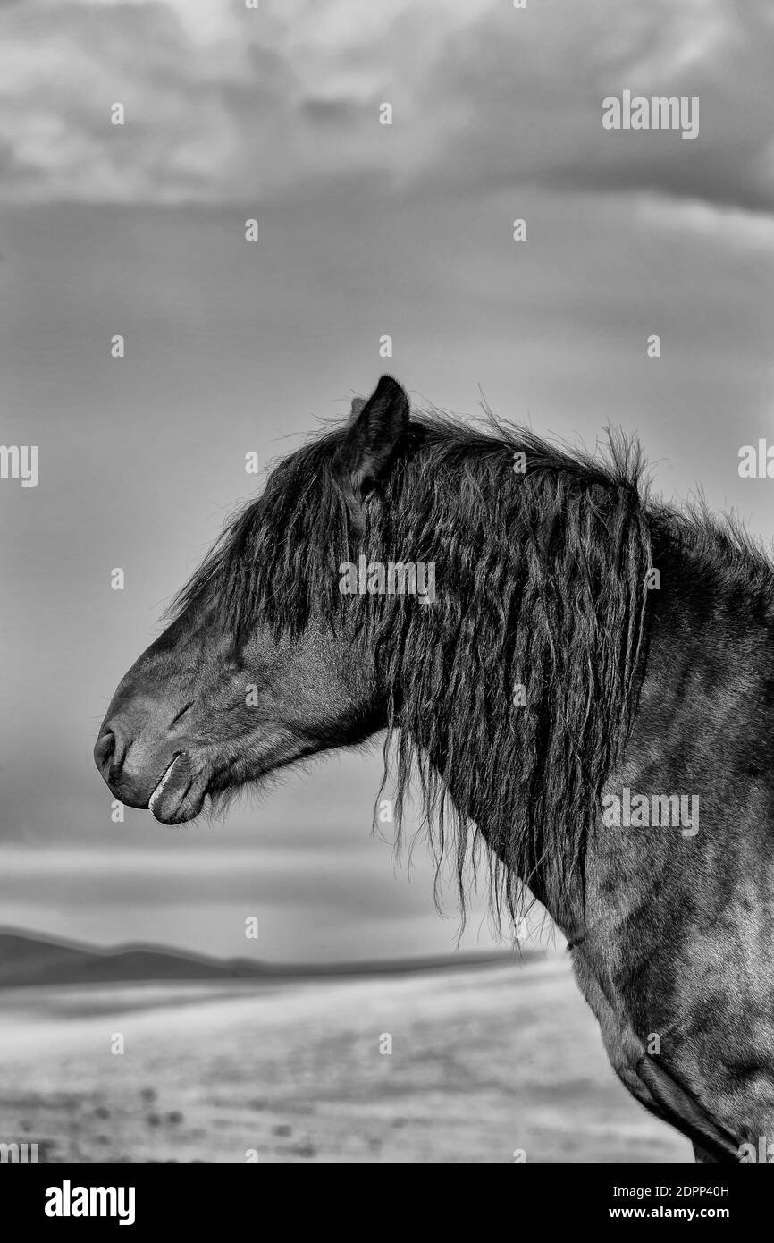 Mongolian horses Stock Photo