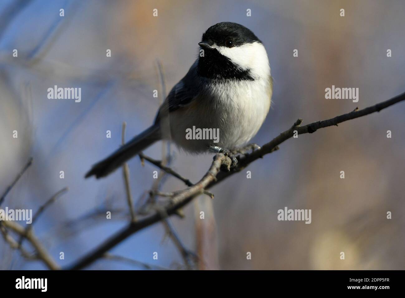 Calgary, Alberta, Canada. 19th Dec, 2020. A Black Capped Chickadee perches on a branch at the Inglewood Bird Sanctuary in Calgary, Alberta. The songbird is found across the northern United States and most of Canada, and is the state bird of Maine and Massachusetts. Credit: Gavin John/ZUMA Wire/Alamy Live News Stock Photo