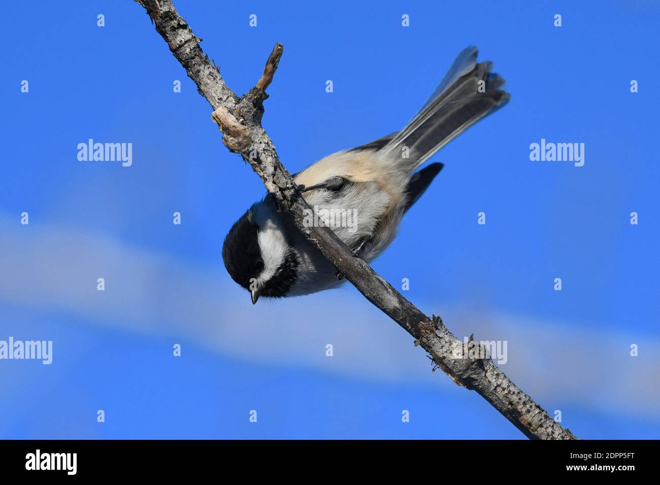 Calgary, Alberta, Canada. 19th Dec, 2020. A Black Capped Chickadee perches on a branch at the Inglewood Bird Sanctuary in Calgary, Alberta. The songbird is found across the northern United States and most of Canada, and is the state bird of Maine and Massachusetts. Credit: Gavin John/ZUMA Wire/Alamy Live News Stock Photo