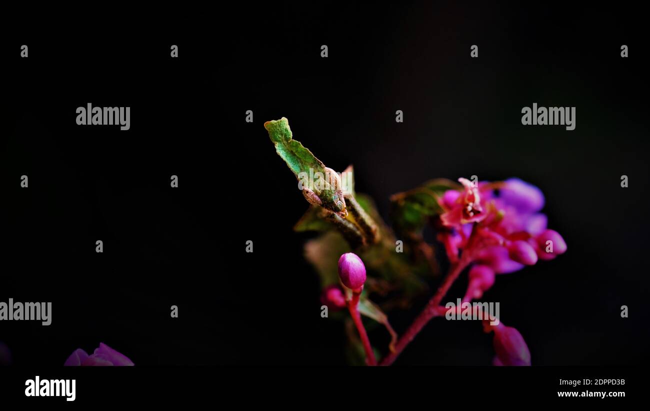 Close-up Of Ghost Mantis On Flowering Plant Stock Photo