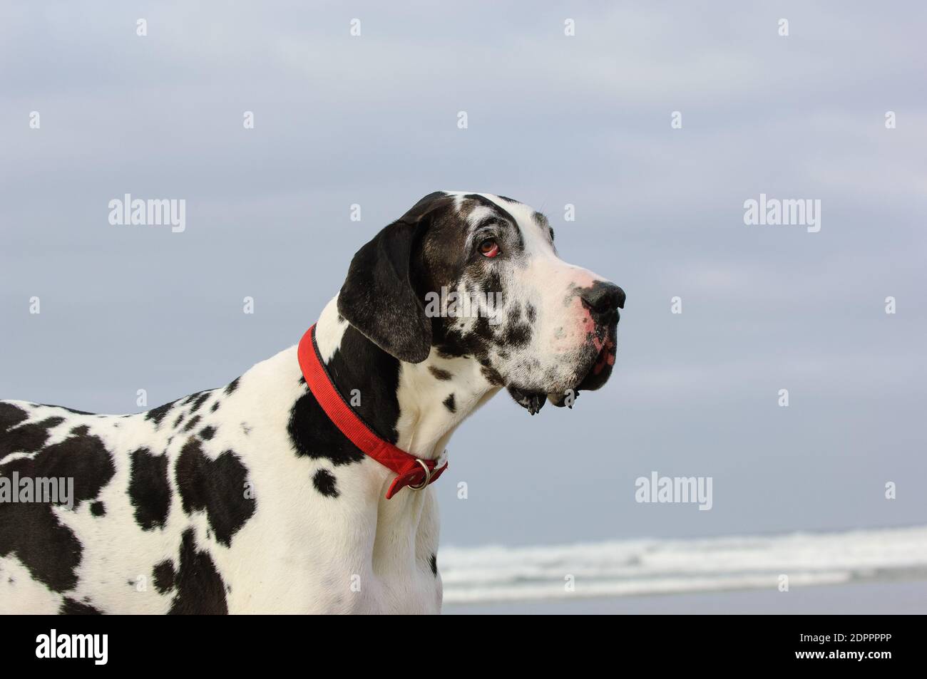 Close-up Of Dalmatian Dog Stock Photo