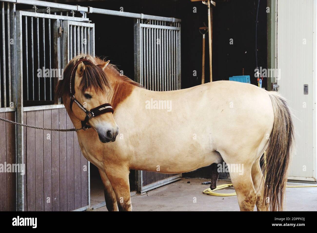 Horse head pump hires stock photography and images Alamy