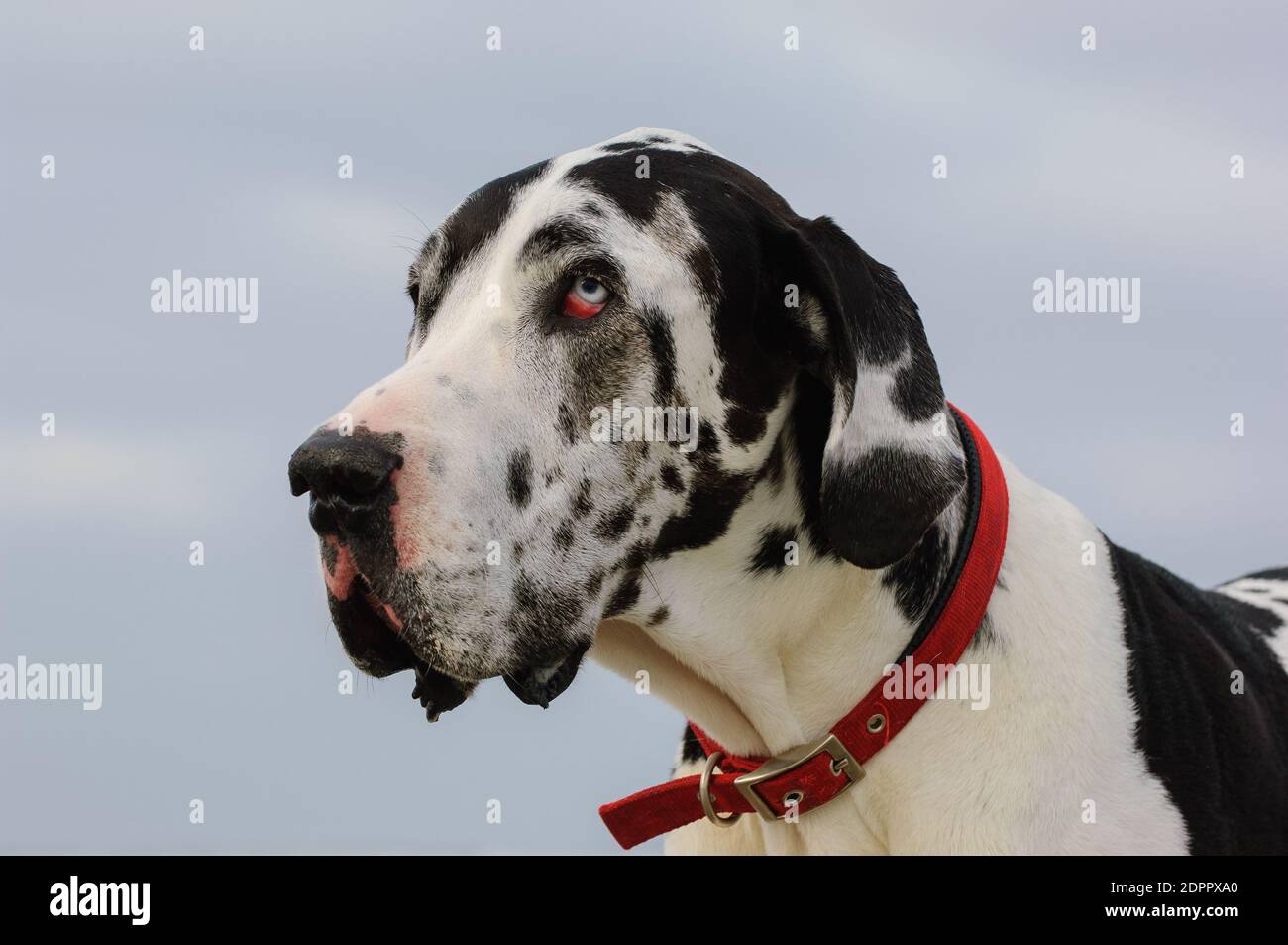 Close-up Of Dalmatian Dog Stock Photo