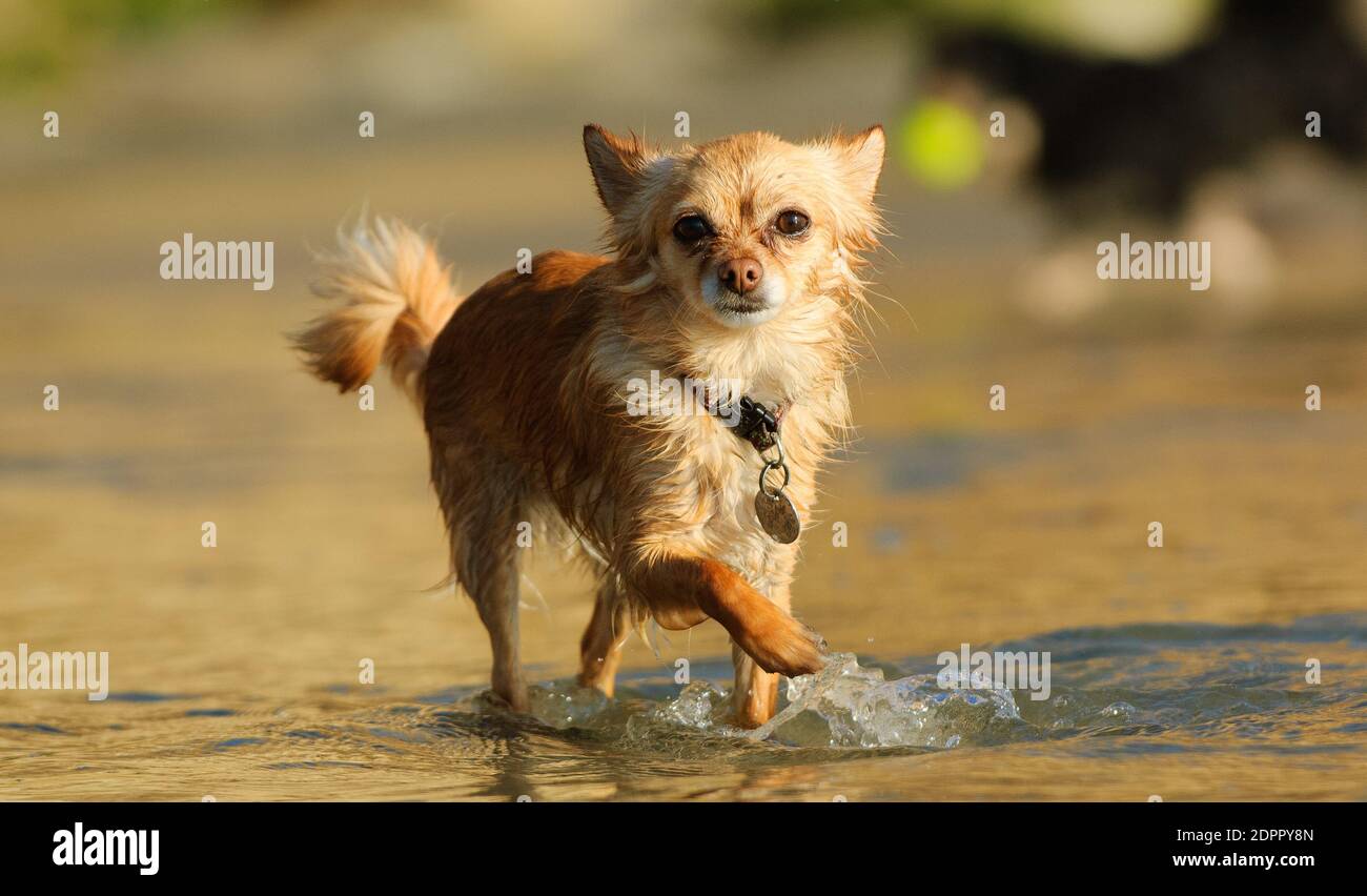 Portrait Of Dog Walking On Shore Stock Photo