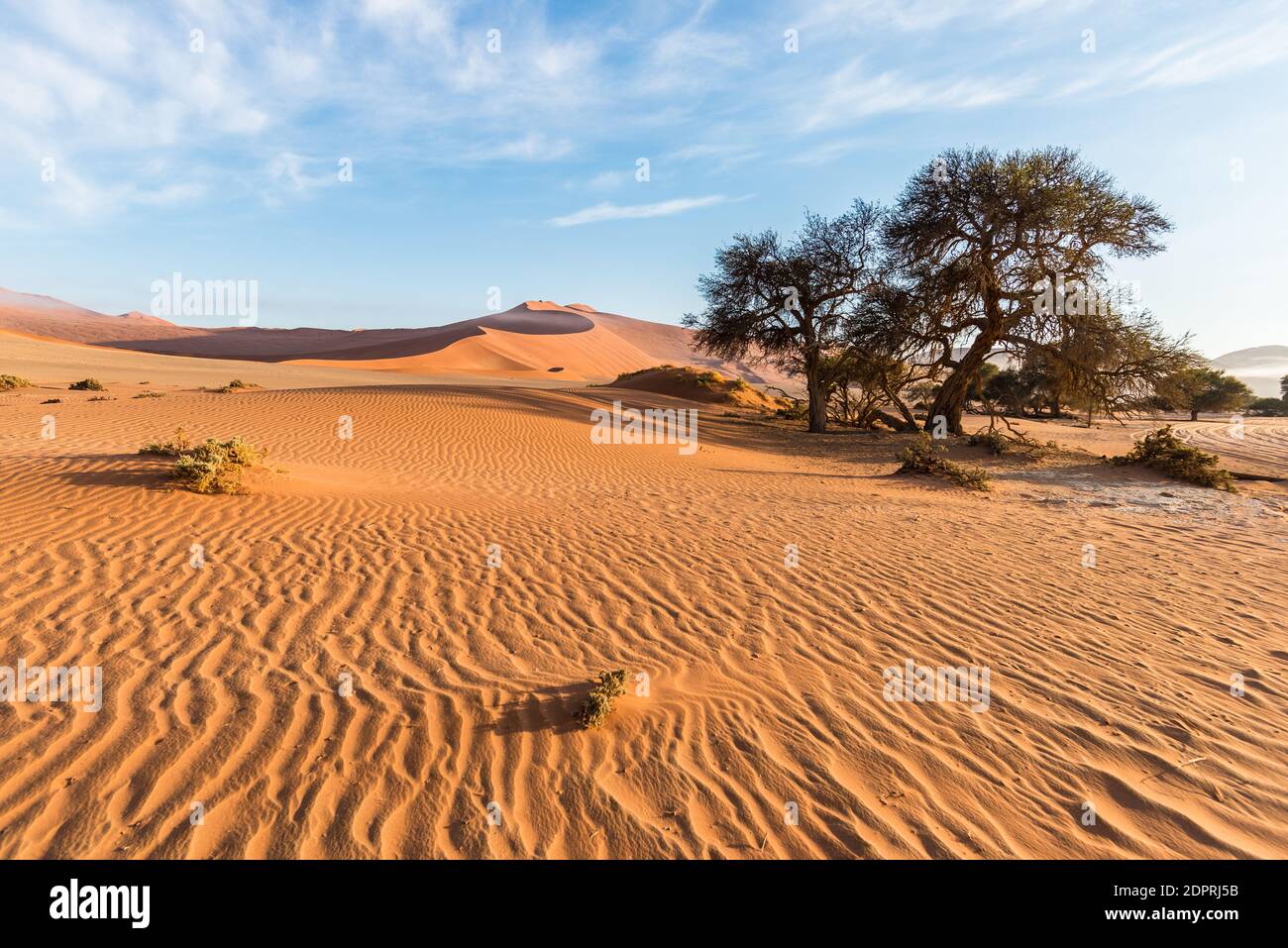 The scenic Sossusvlei and Deadvlei, clay and salt pan with braided Acacia trees surrounded by majestic sand dunes. Namib Naukluft National Park, main visitor attraction and travel destination in Namibia. Stock Photo