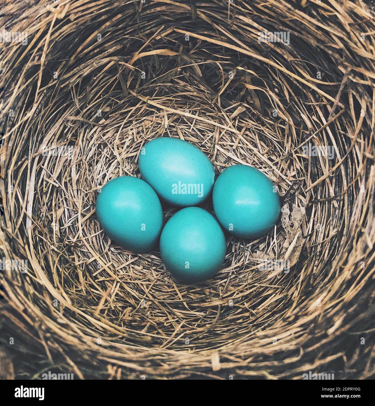 Turquoise Bird Egg High Resolution Stock Photography And Images Alamy