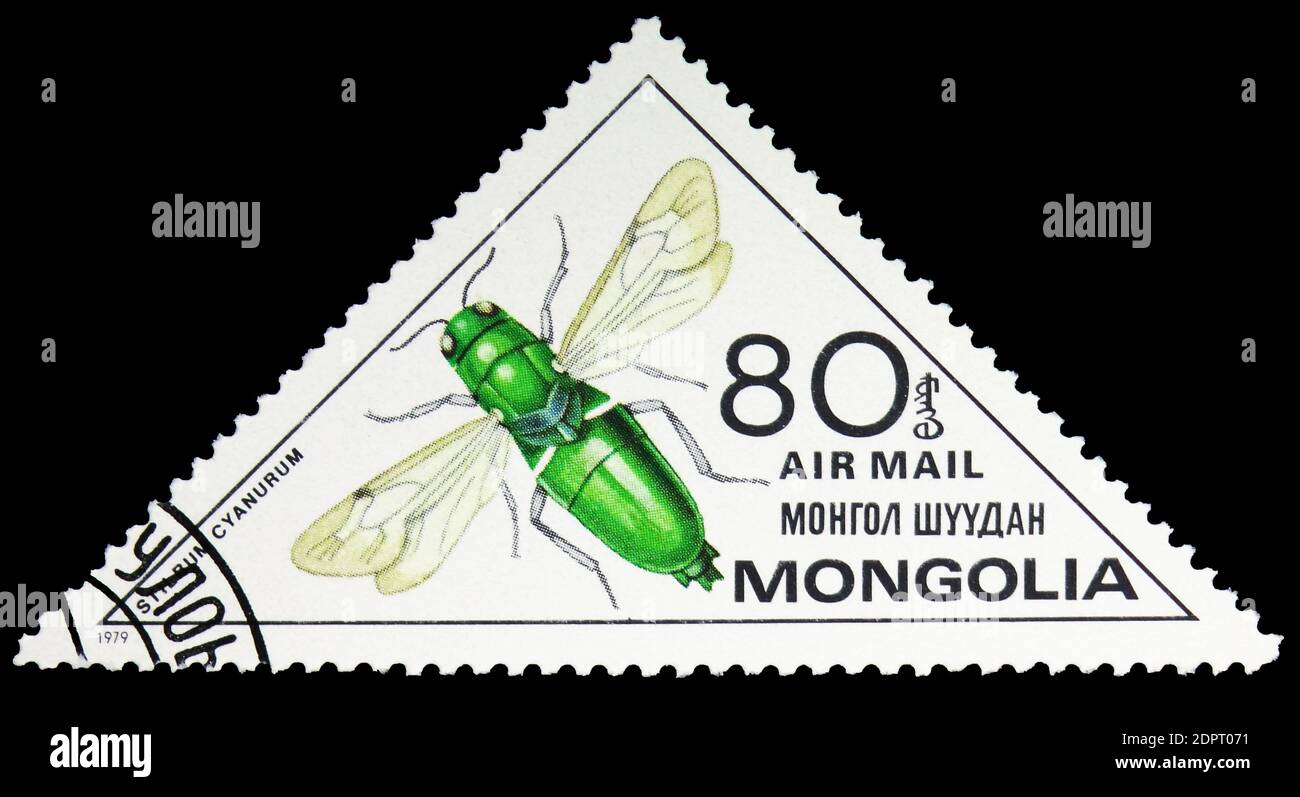 Giant ruby tailed wasp hi-res stock photography and images - Alamy