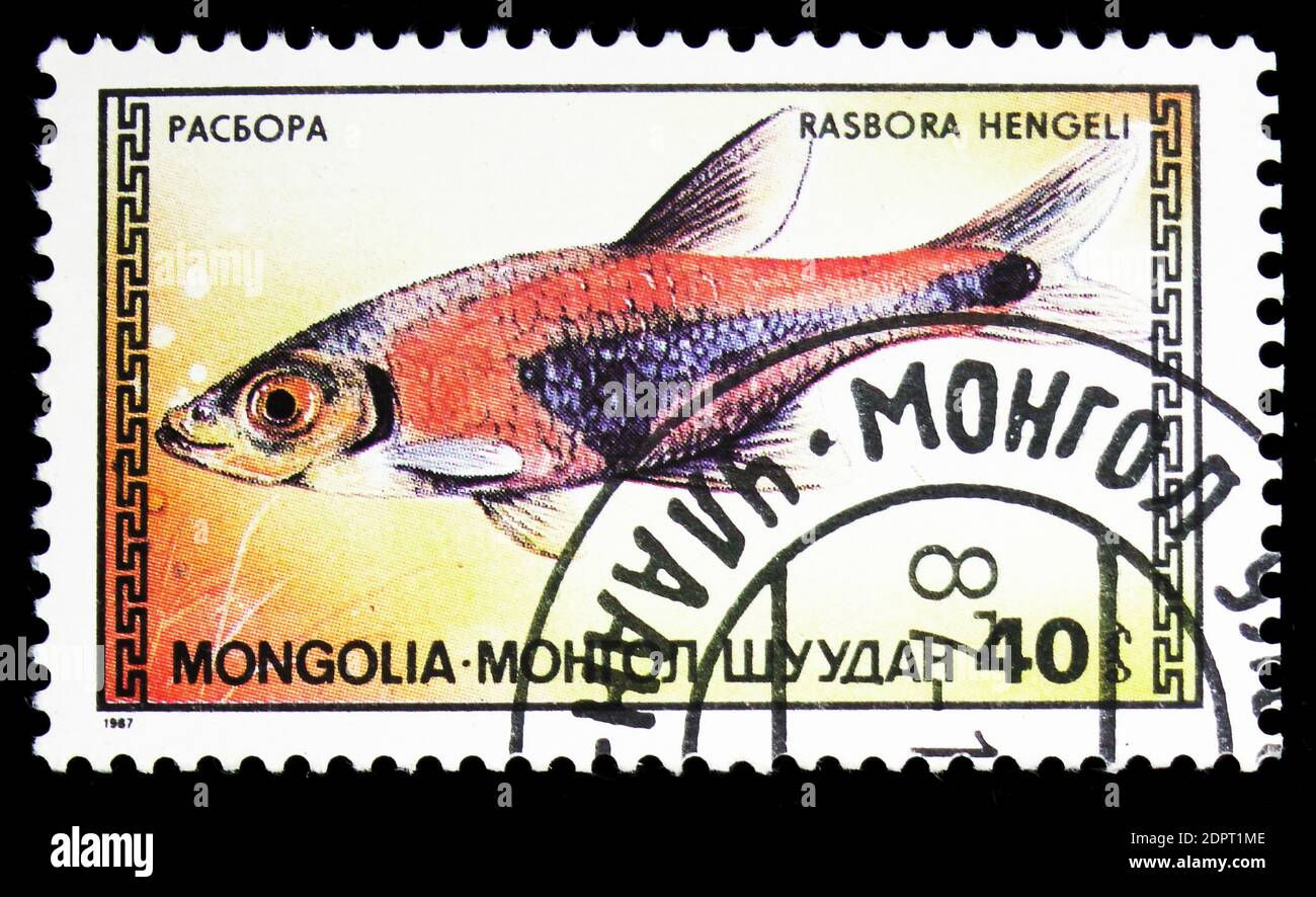 MOSCOW, RUSSIA - SEPTEMBER 26, 2018: A stamp printed in Mongolia shows Hengel's Rasbora (Rasbora hengeli), Tropical Fish serie, circa 1987 Stock Photo