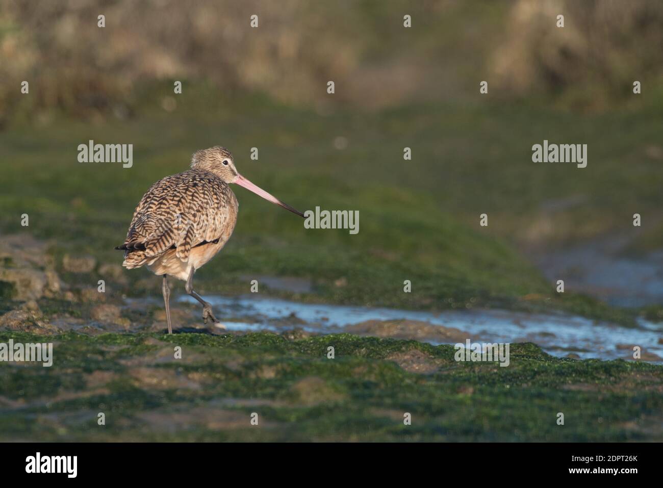 A marbled godwit (Limosa fedoa), a shorebird foraging along a mudflat in Moss landing state wildlife area in Monterey County, California Stock Photo
