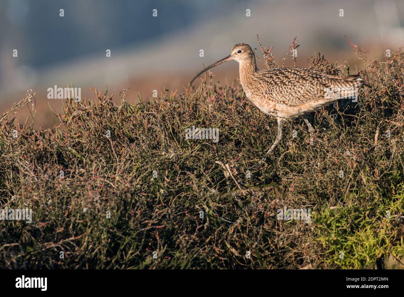 A long billed curlew (Numenius americanus), a large migratory shore bird at elkhorn slough in Monterey county, California. Stock Photo