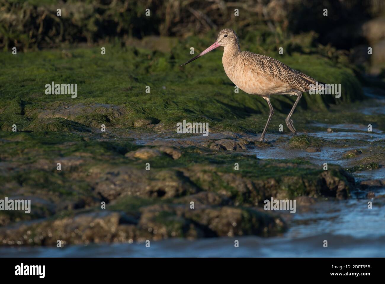 A marbled godwit (Limosa fedoa), a shorebird foraging along a mudflat in Moss landing state wildlife area in Monterey County, California Stock Photo