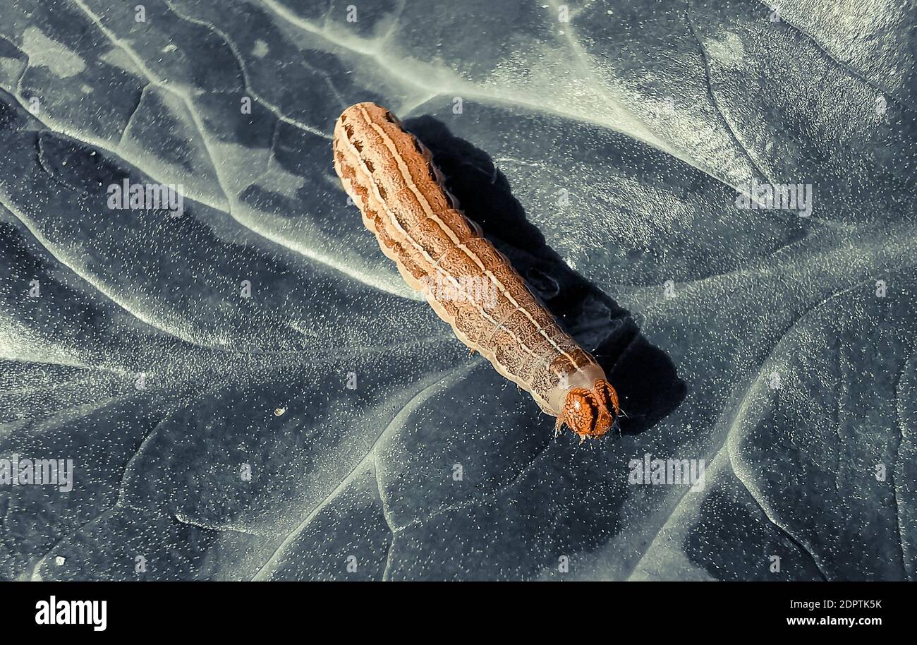 Plant eat insects hires stock photography and images Alamy