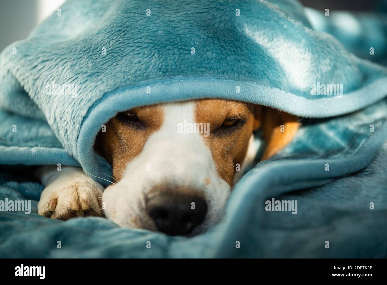 Can Dogs Suffocate Under Blankets