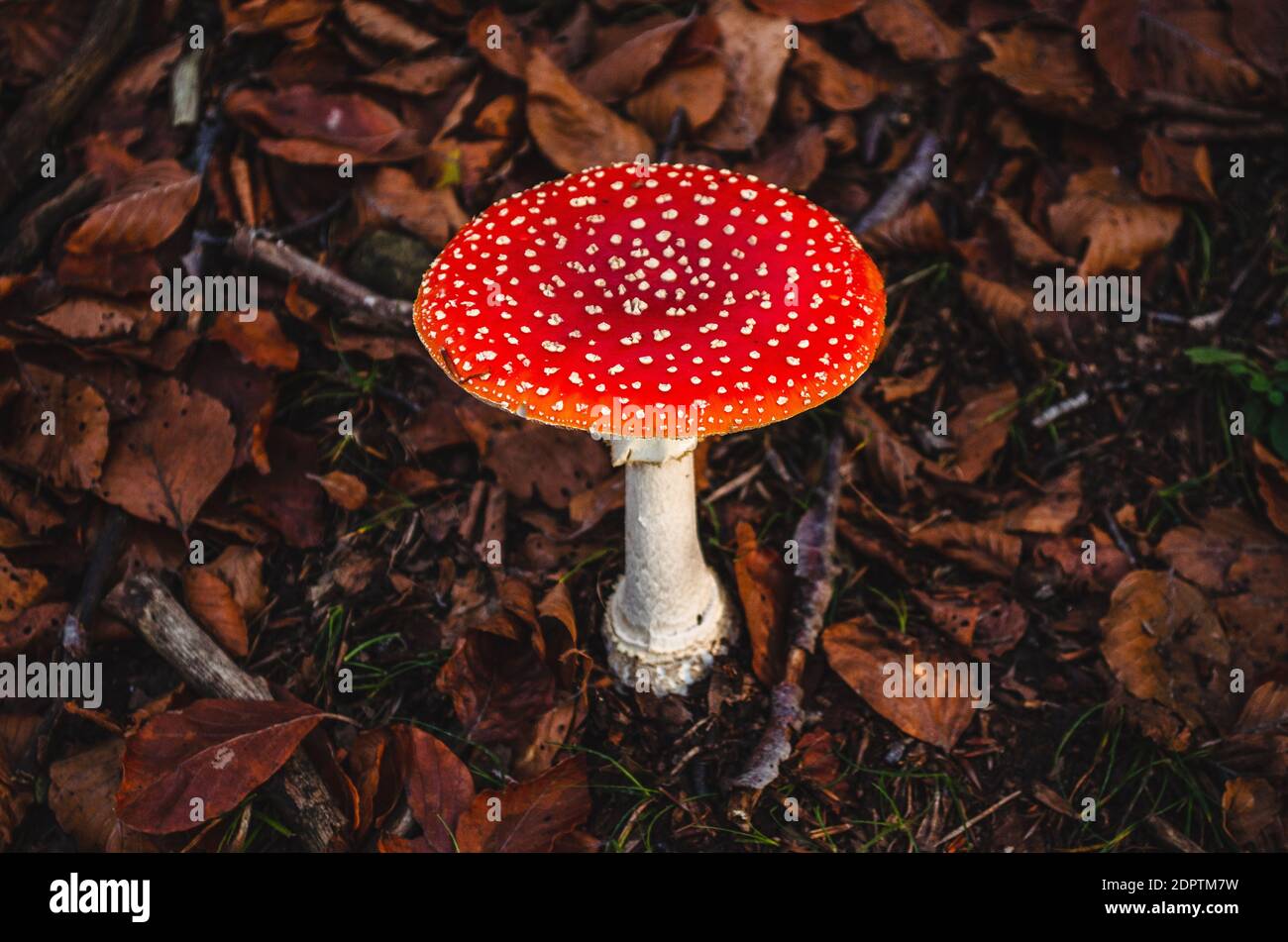 One Single Iconic Red And White Spotted Mushroom Isolated In Natural Environment Stock Photo