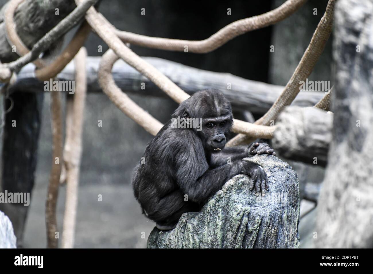 Baby Gorilla Sitting On Tree Branch In Zoo Stock Photo - Alamy