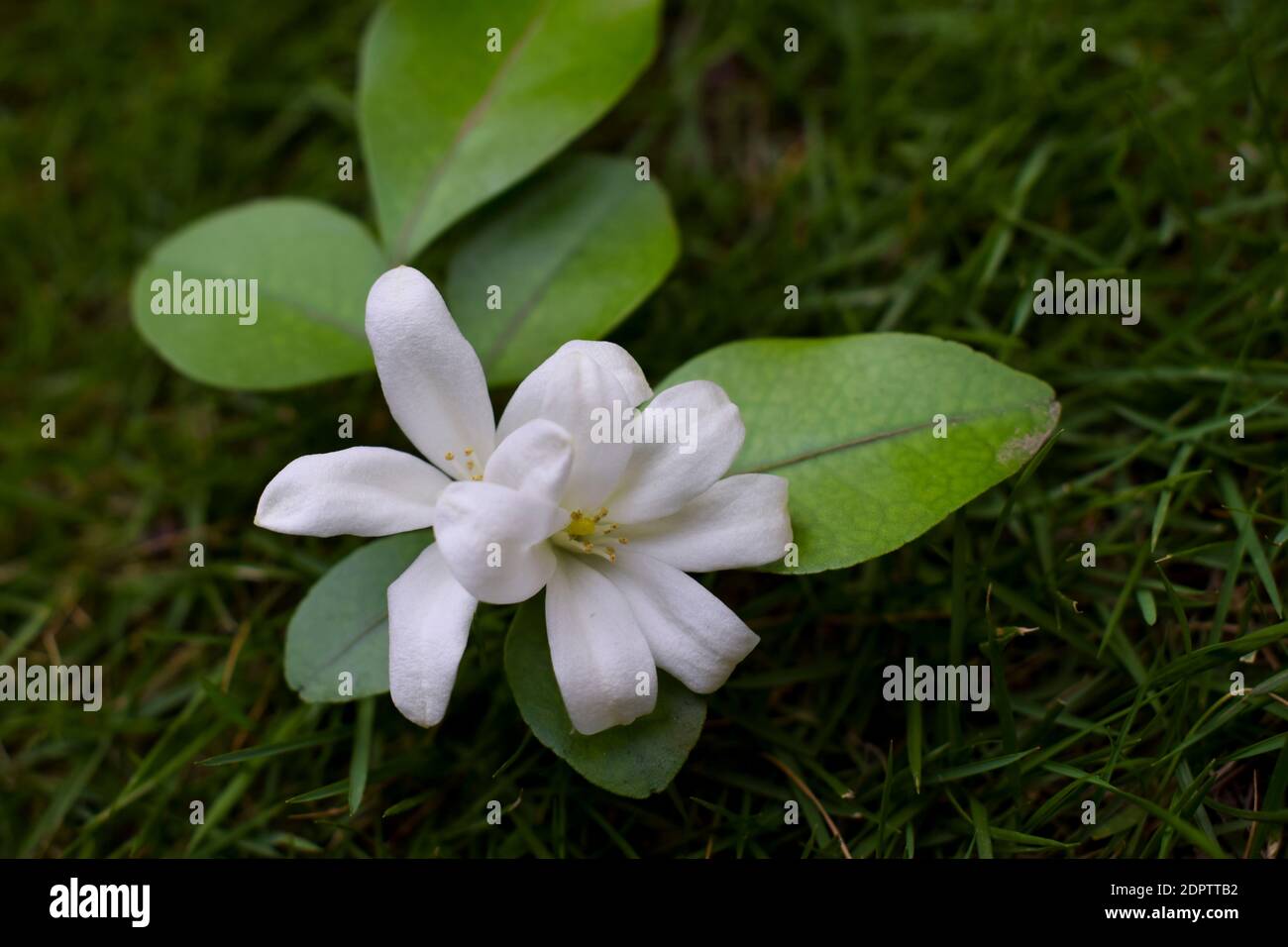 Orange jasmine flowers hi-res stock photography and images - Alamy