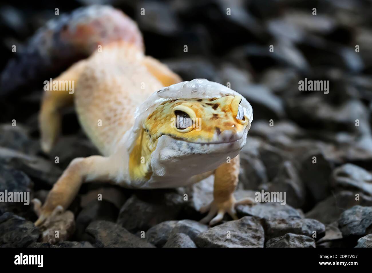 Understanding Shedding: A Comprehensive Approach to Your Reptile's ...
