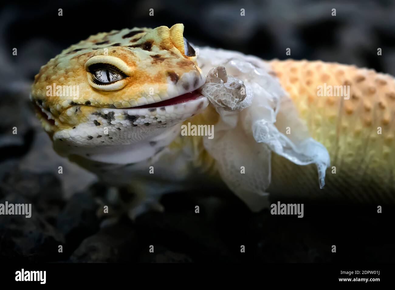 View of Decoding Reptile Shedding: A Comprehensive Guide