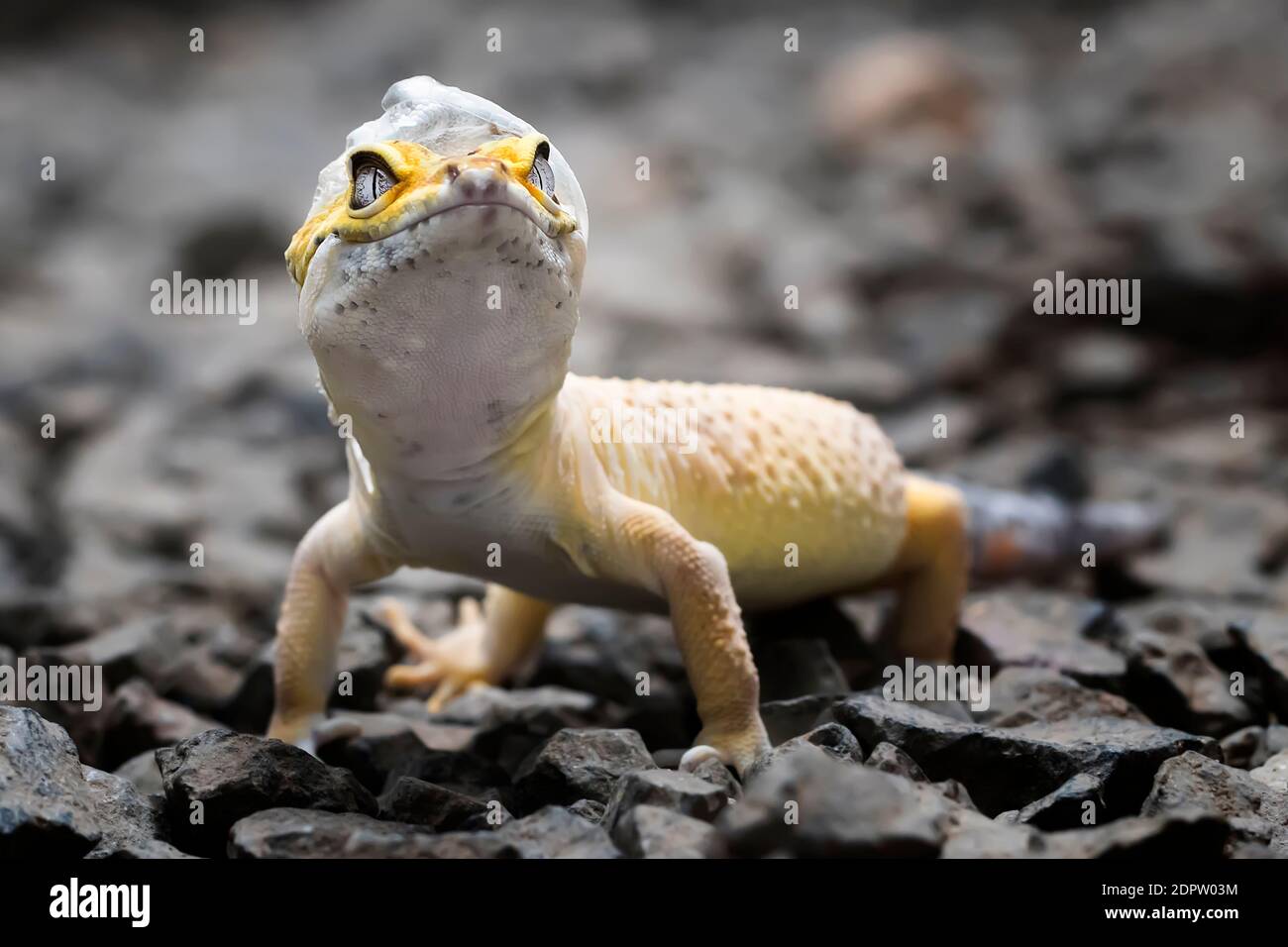 WHY DO SNAKES SHED THEIR SKIN? - YouTube - Shedding Process In Reptiles