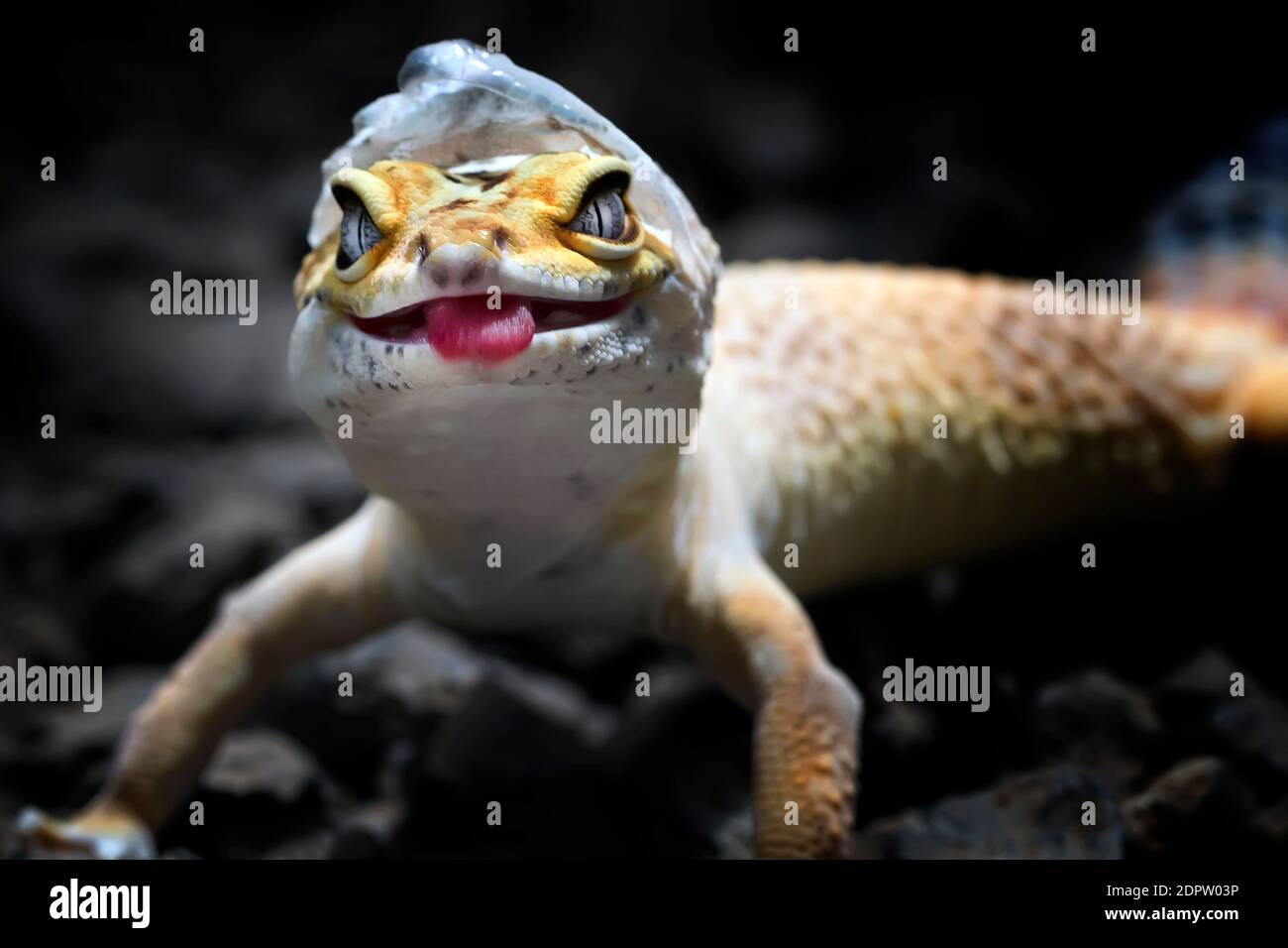 Picture of Molting and shedding | Zoology | Research Starters - EBSCO