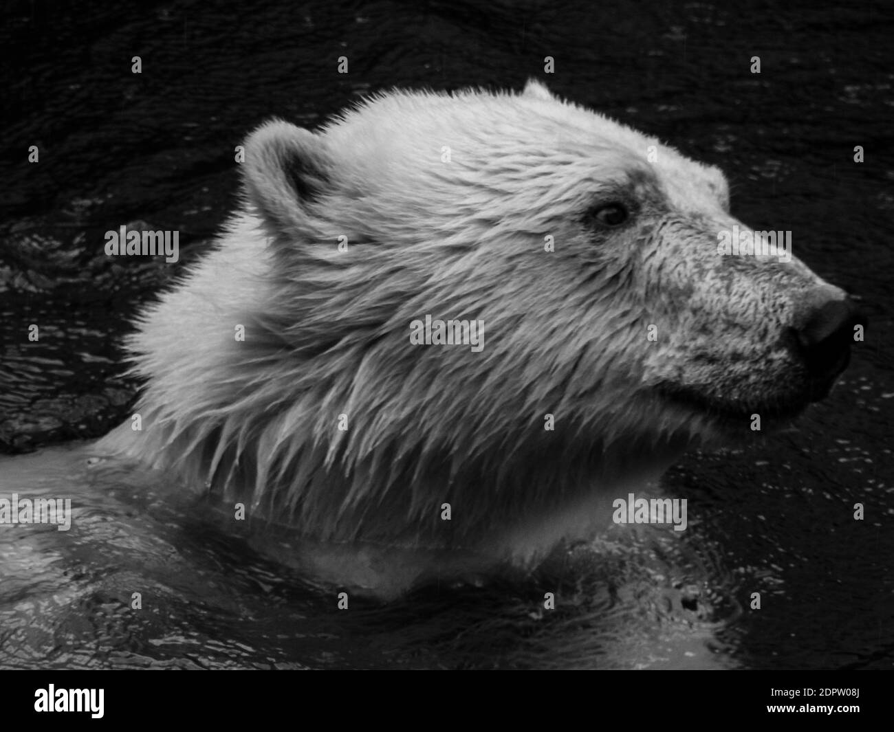 Polar bear cub Black and White Stock Photos & Images - Alamy
