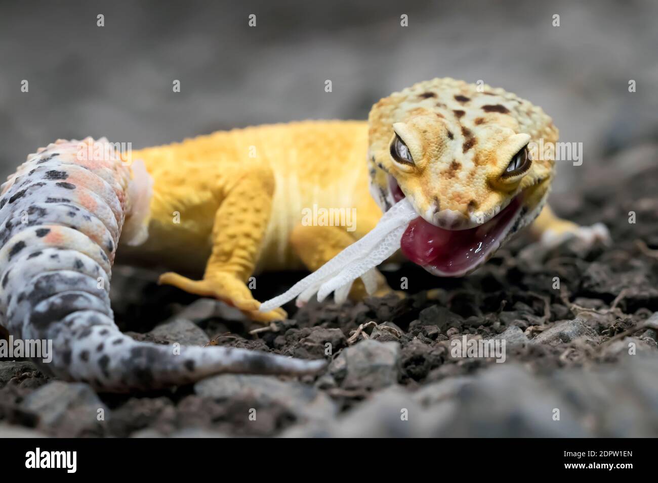 A closer look at Shedding Process In Reptiles