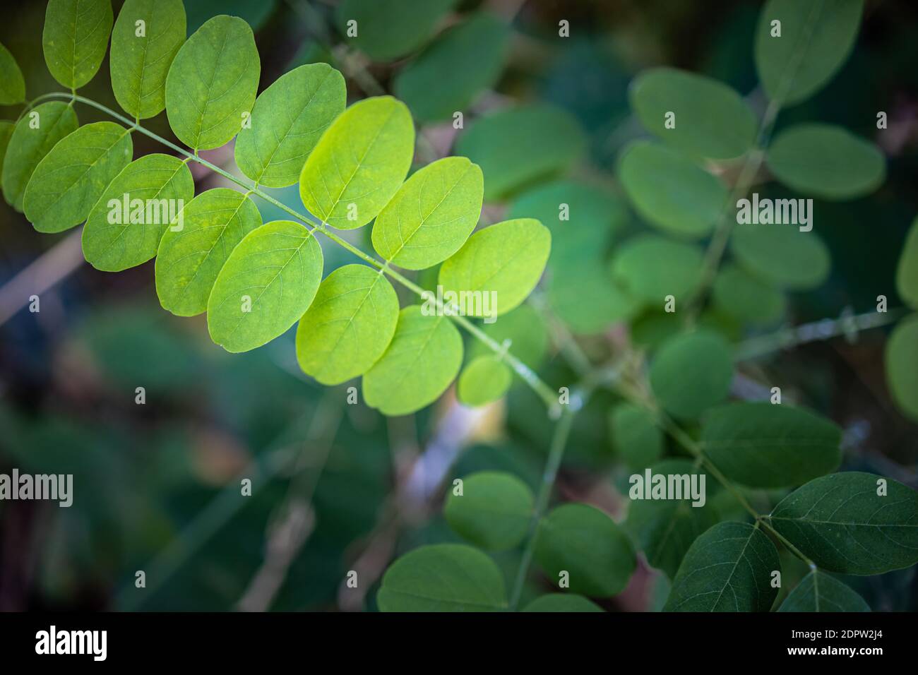 Green leaf top view, foliage background. Spring summer leaves Stock ...