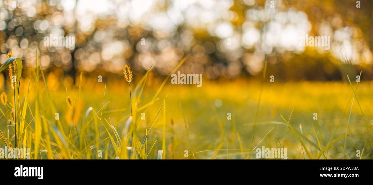 Abstract warm landscape of dry wildflower and grass meadow on warm golden hour sunset sunrise blurred. Tranquil nature field landscape relax bokeh Stock Photo