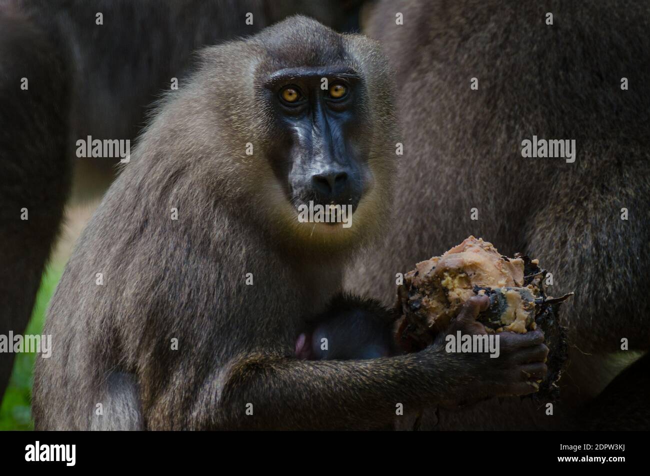 Drill animal hi-res stock photography and images - Alamy
