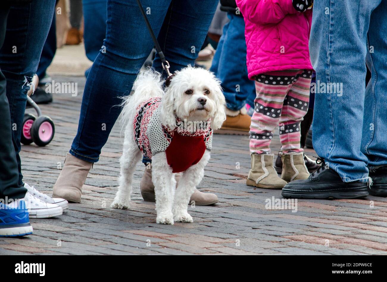 maltese sweater