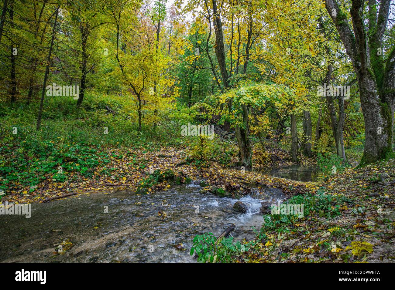 Scenic landscape with beautiful mountain creek with green water among lush thickets in forest. Idyllic green scenery with small river and rich greener Stock Photo