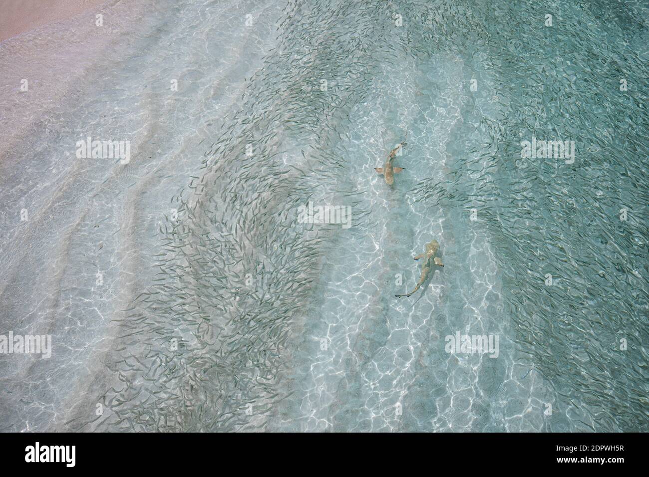 Blacktip Reef Shark hunting for fish. Sea life ecosystem. Wild baby black tip reef shark from above in tropical clear waters school of fish in shallow Stock Photo
