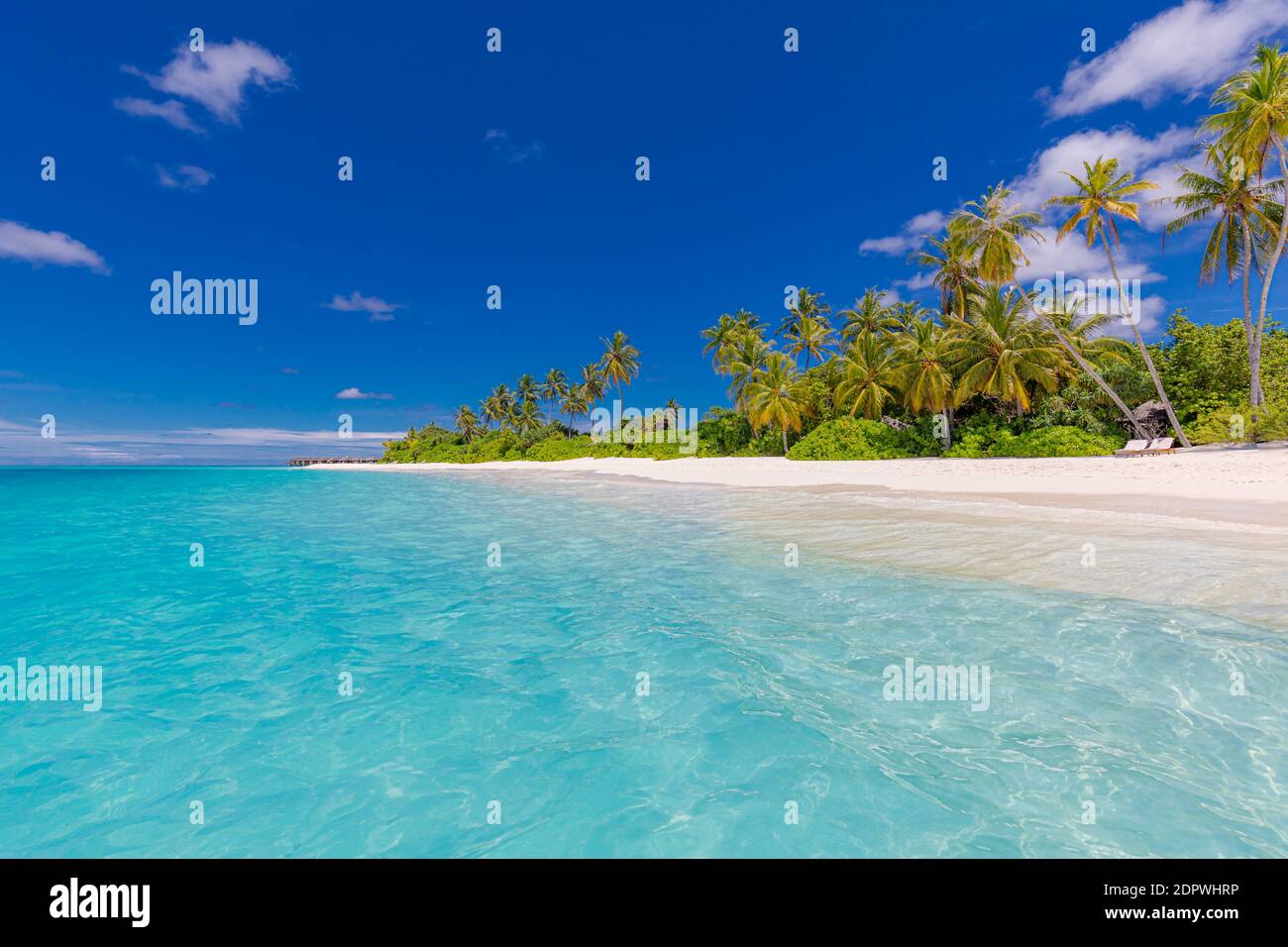 Tropical Beach Panorama View Summer Landscape Palm Trees And White Sand Horizon Of Calm Sea 